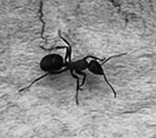 Las Hormigas de Nandayure